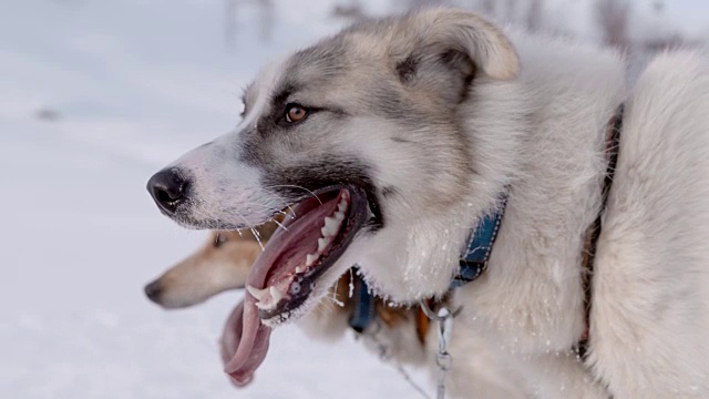 SLO MO LS雪橇狗在雪中奔跑视频素材