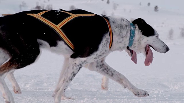 SLO MO LS雪橇狗在雪中奔跑视频素材