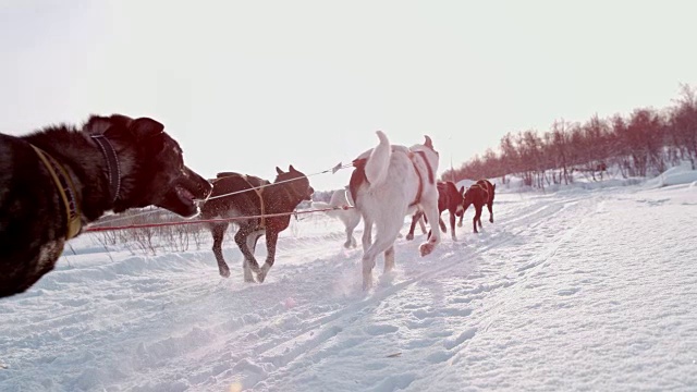 SLO MO狗在雪中拉雪橇视频素材