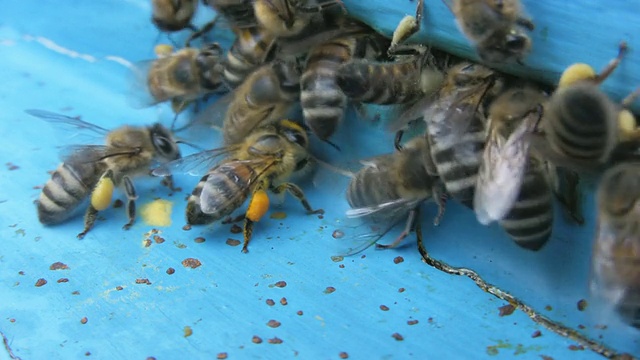 蜜蜂视频素材