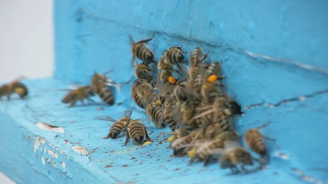 蜜蜂视频素材