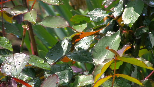 雨后视频素材