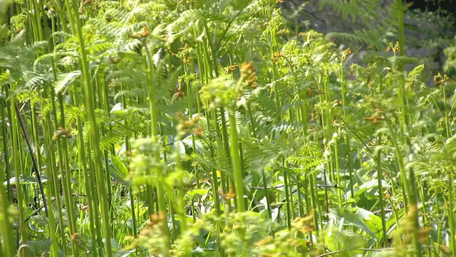 蕨类植物视频素材