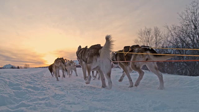 日落时分，雪橇狗在雪地上奔跑视频素材