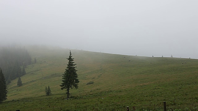 浓雾笼罩着山地、草地和森林视频素材