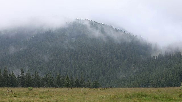 浓雾笼罩着山地、草地和森林视频素材