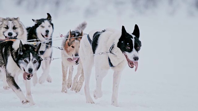 雪橇狗在雪中奔跑视频素材