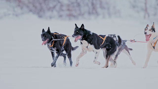 雪橇狗在雪中奔跑视频素材