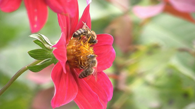 花上的蜜蜂视频素材