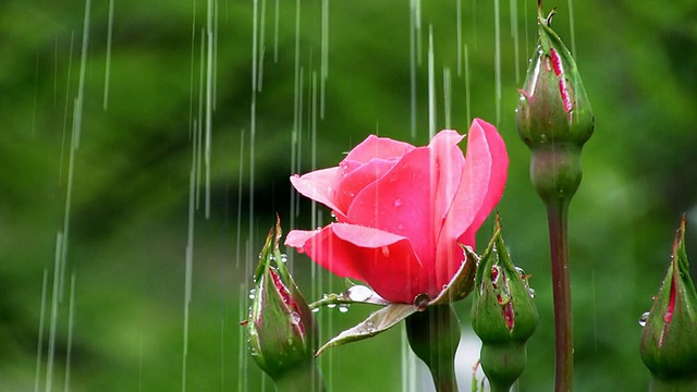 雨玫瑰视频素材