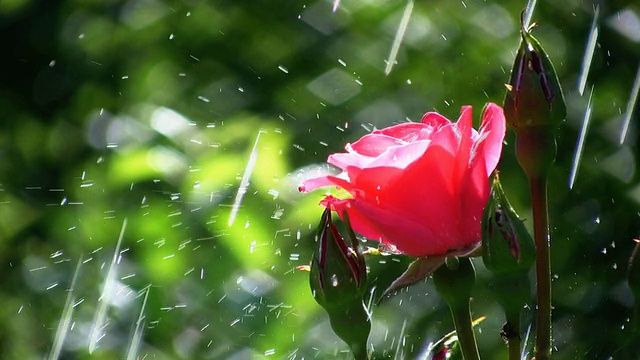 雨玫瑰视频素材