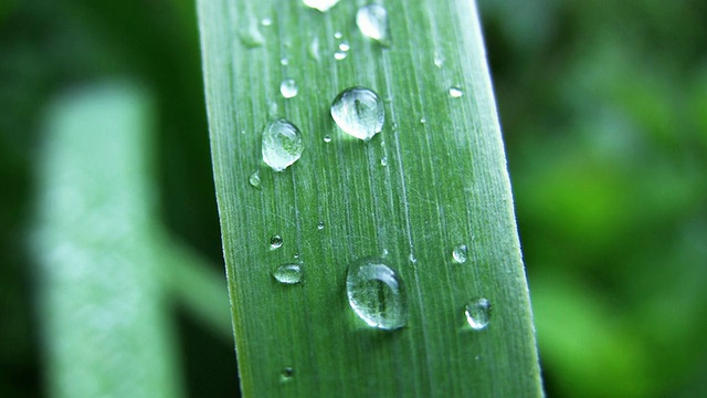 雨后视频素材