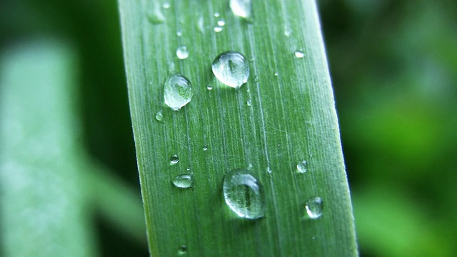 雨后视频素材