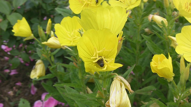 花上的蜜蜂视频素材