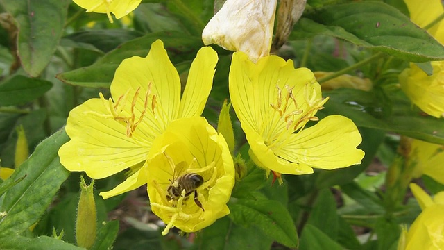 花上的蜜蜂视频素材