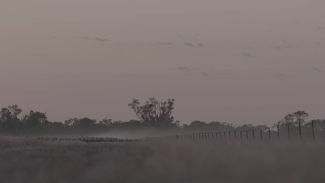 远处的美利奴牧羊群在夕阳下向摄影机移动视频素材