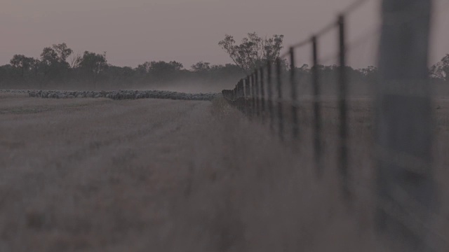 远处的美利奴牧羊群在夕阳下向摄影机移动视频素材