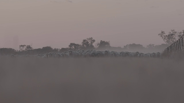 远处的美利奴牧羊群在夕阳下向摄影机移动视频素材