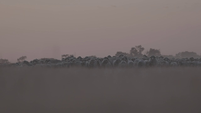 远处的美利奴牧羊群在夕阳下向摄影机移动视频素材