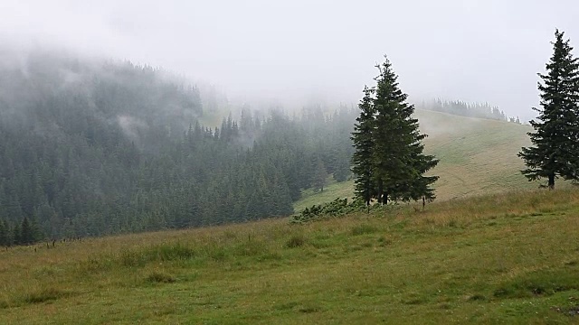 浓雾笼罩着山地、草地和森林视频素材