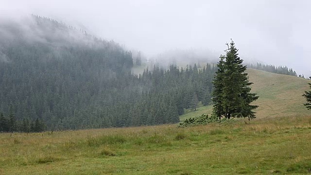 浓雾笼罩着山地、草地和森林视频素材