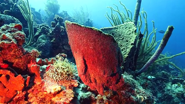 珊瑚礁海景在加勒比海库拉索岛附近的潜水地点马科山视频素材