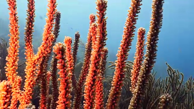 珊瑚礁海景在加勒比海库拉索岛附近的潜水地点马科山视频素材