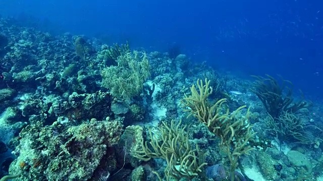 珊瑚礁海景在加勒比海库拉索岛附近的潜水地点马科山视频素材