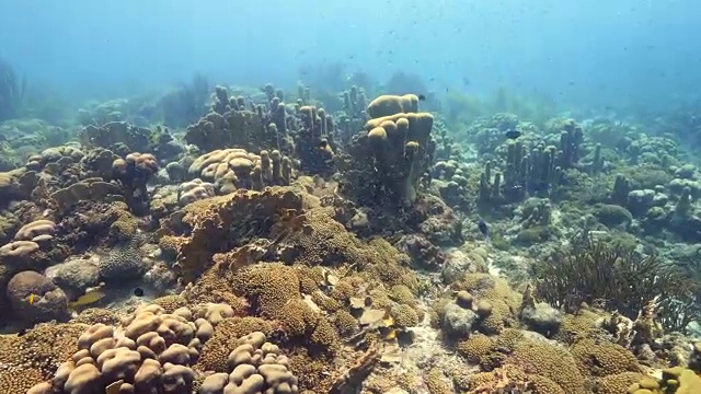 珊瑚礁海景在加勒比海库拉索岛附近的潜水地点马科山视频素材