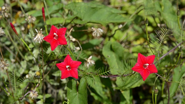 小的野花。视频素材