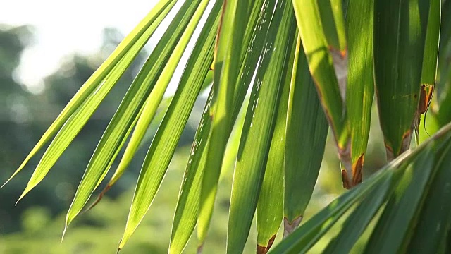 树叶带着阳光，泰国清迈视频素材