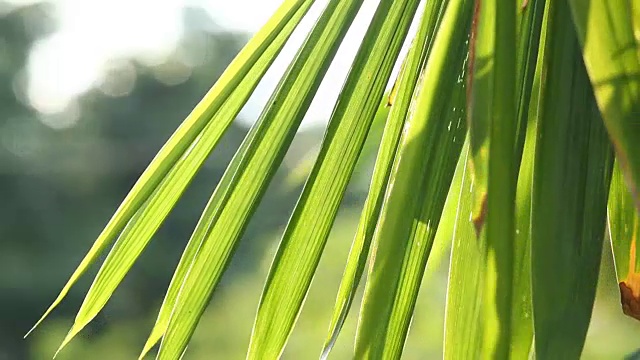 树叶带着阳光，泰国清迈视频素材