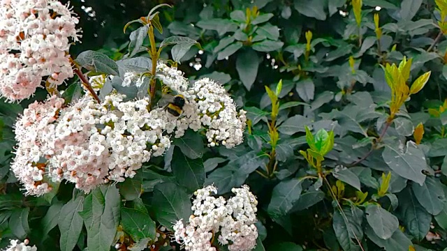 蜜蜂、黄蜂、大黄蜂在花上，慢镜头飞行，近景，为花授粉，春天来了，自然保护可持续性视频素材