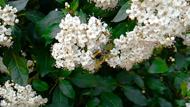 蜜蜂、黄蜂、大黄蜂在花上，慢镜头飞行，近景，为花授粉，春天来了，自然保护可持续性视频素材