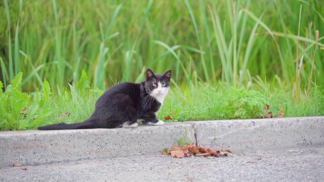 黑猫在路边回头看视频素材