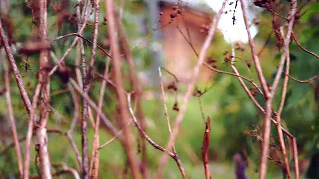 种植西红柿视频素材