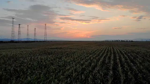 空中镜头。在美丽的农田里飞过金色的玉米地。视频素材