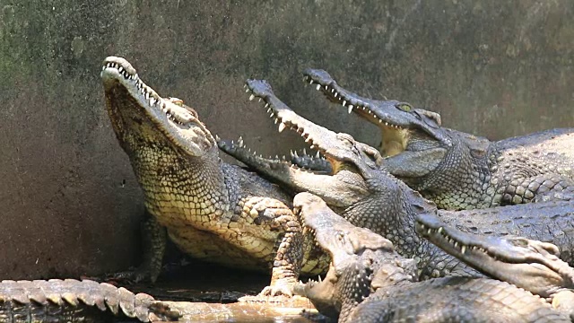 鳄鱼饲养场里有许多鳄鱼视频下载