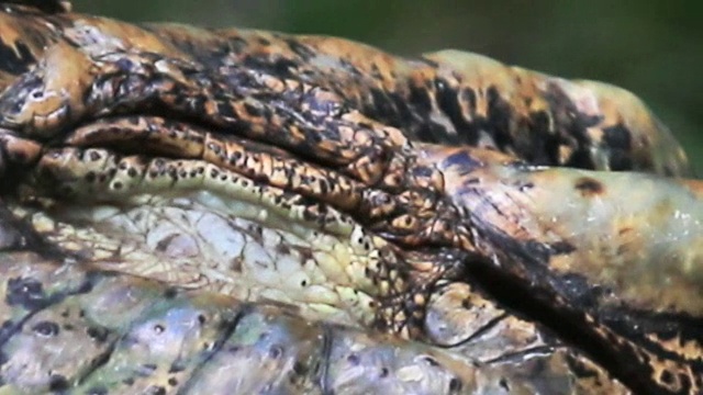 短吻鳄或鳄鱼的眼睛特写视频下载