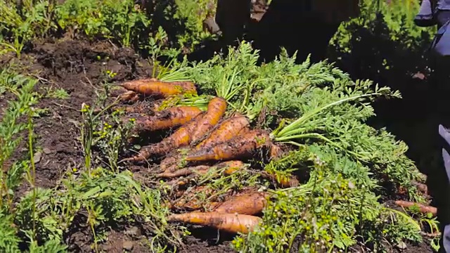 在委内瑞拉梅里达州的加维迪亚山上种植和采集作物的农民。视频素材