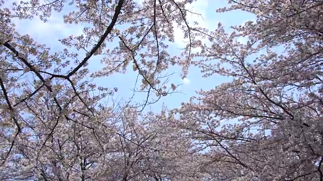 美丽的樱花，樱花，春天在日本东京视频素材