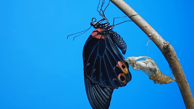 蝴蝶新生色键视频素材