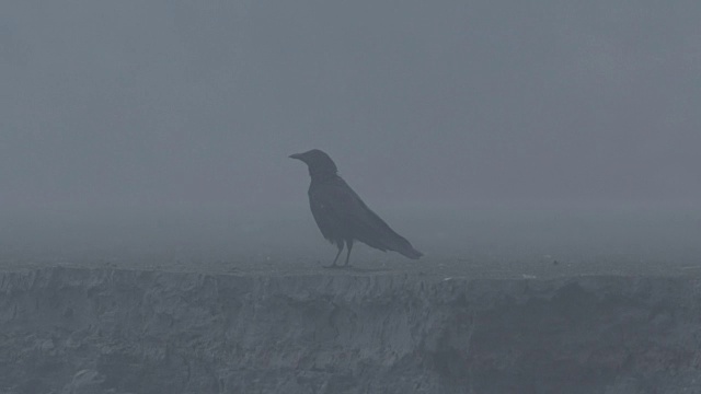 乌鸦吃在灰平原黄昏，堪察加半岛，2009视频素材