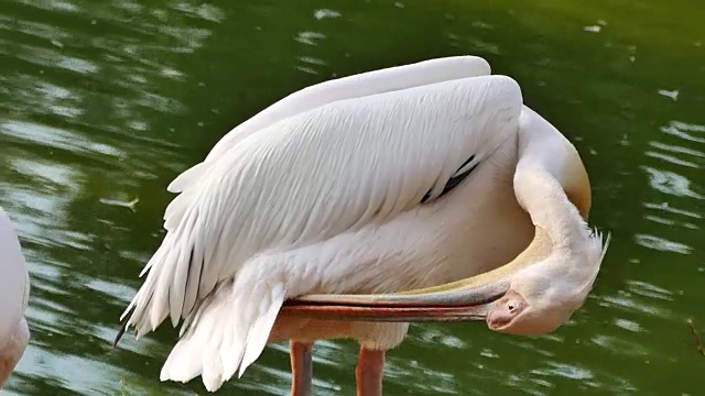 大白鹈鹕(Pelecanus onocrotalus)视频素材