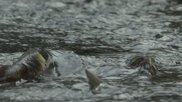 慢镜头红鲑鱼水花河，阿拉斯加，2009视频素材