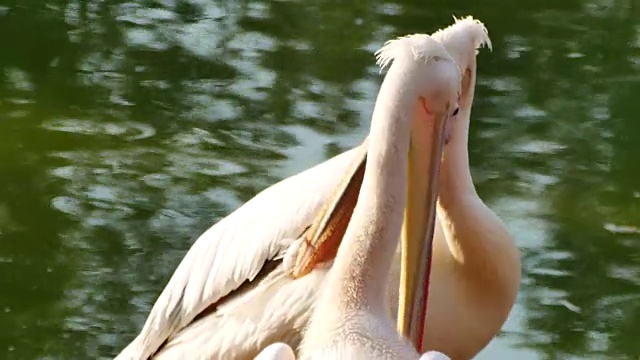 大白鹈鹕(Pelecanus onocrotalus)视频素材