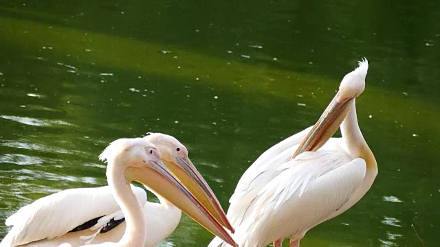 大白鹈鹕(Pelecanus onocrotalus)视频素材