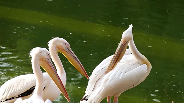 大白鹈鹕(Pelecanus onocrotalus)视频素材