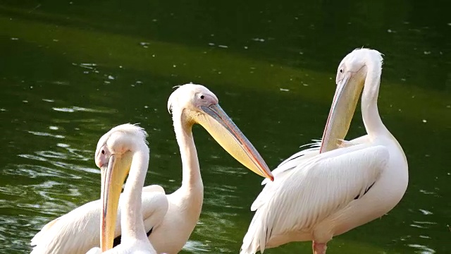 大白鹈鹕(Pelecanus onocrotalus)视频素材