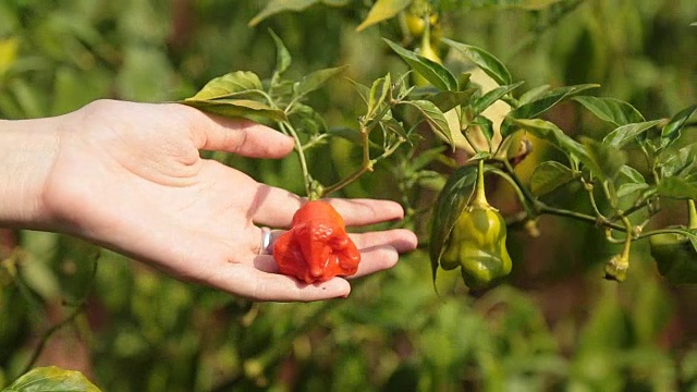 种植辣椒的农民视频素材